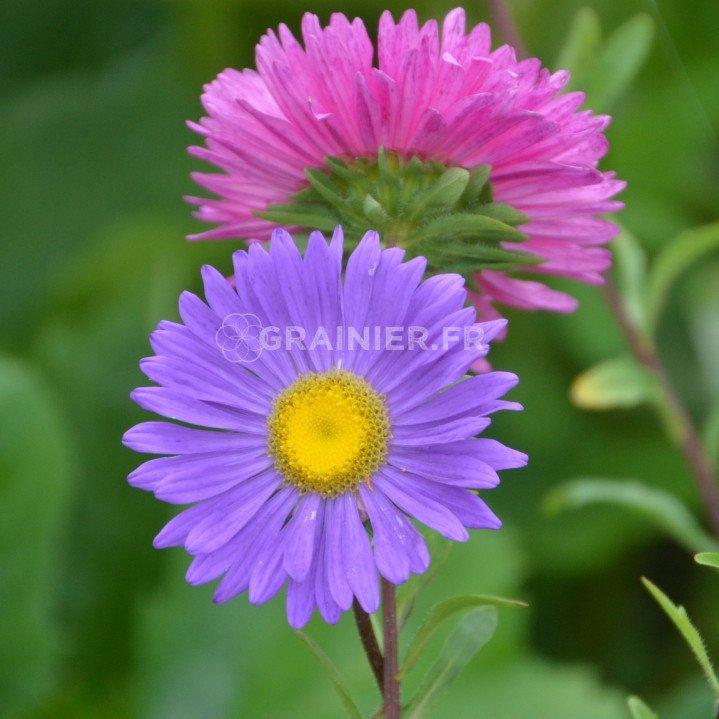 Aster des alpes, Aster Alpinus mélange image